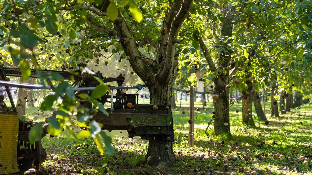 Tornano le Noci di Romagna